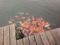 -鄱阳湖国家湿地公园