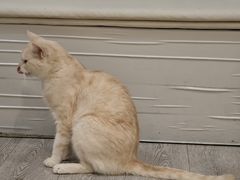 -小时光咖啡馆(北锣鼓巷店)