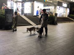 -Husky Go! 哈士奇体验馆·宠物咖啡厅狗咖