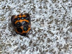 -南国桃园旅游度假区