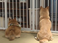 -逗柴咖啡屋·狗咖猫咖宠物桌游