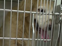 -佳雯宠物医院·皮肤科·内外科(春晓路分院)