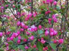 -永定河休闲森林公园