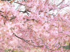 -上海辰山植物园