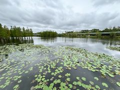-白鹭湾湿地公园