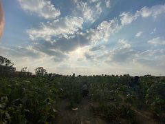 -映月湖中央公园