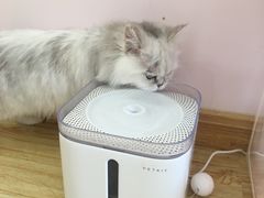 -Sweet cat·星愿猫咖(国贸大厦店)