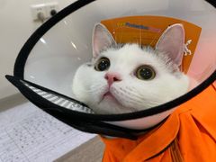 -荔康动物医院(康王北路店)