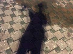 -锦江乐园舞狸花花游园会(夜场专享)