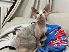 -纳吉亚猫专科动物诊疗中心(蒋宅口分院)