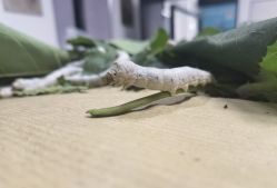 点击看大图 -太湖雪蚕桑文化园