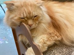 -猫咪派对(江南西店)