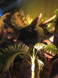 -恐龙探索乐园(磁器口店)