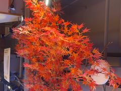 -鸽子窝(宋庄店)