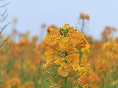 -中国天府农业博览园