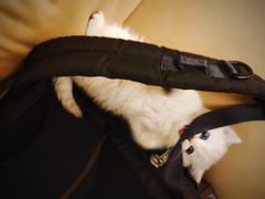-1013 PET SHOP 宠物商店(近铁城市广场店)