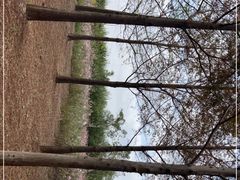 -春花秋色城市公园