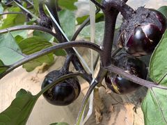 -庞各庄翠芳园西瓜蔬菜基地采摘园