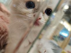 -藏猫猫咖啡主题馆(中央大道店)