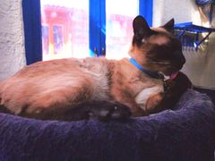 -Sirena海妖日咖夜酒