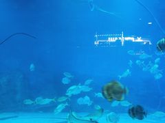 -烟台海昌鲸鲨海洋公园