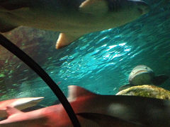 -悉尼海洋生物水族馆