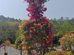 -东莞植物园