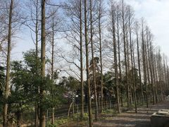 -上海长兴岛郊野公园