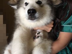 -翊宠yipet猫狗购宠庄园犬舍•猫舍