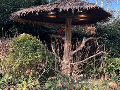 -上海野生动物园老虎餐厅