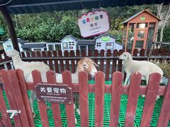 -上海崇明金茂凯悦酒店