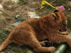 -大连森林动物园