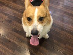 -柯斗斗主题餐厅·狗咖·围炉煮茶·茶饮(国瑞升平里店)