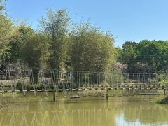 -天适樱花悠乐园