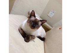 -藏猫猫咖啡主题馆(中央大道店)