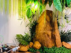 -70cat德文卷毛猫·缅因猫纯种猫舍