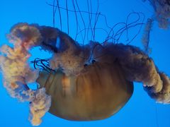 -太平洋海底世界