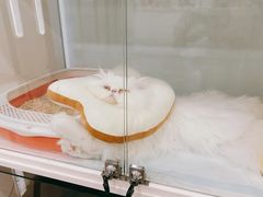 -萌兽医馆·眼科·异宠专科(三里屯店)