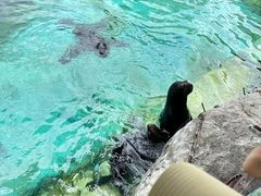 -珠海长隆海洋王国