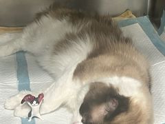 -艾吉宠物医院·疑难杂症转诊中心·猫友好(碧江路院)