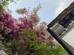 -深圳国际园林花卉博览园