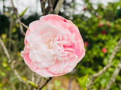 -中国科学院华南植物园