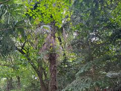 -上海佘山国家森林公园天马山园