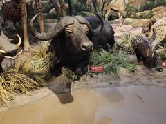 -陕西自然博物馆