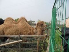 -平湖九龙山旅游度假区
