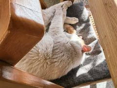 -三忘湖 SWANSEEN(柳荫公园店)