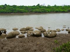 -东寨港红树林旅游区