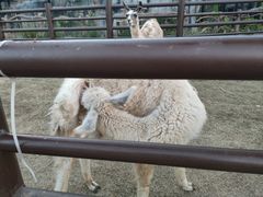 -荆州中山公园动物园