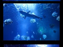 -太平洋海底世界