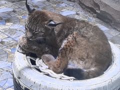 -海合安成都极地海洋公园